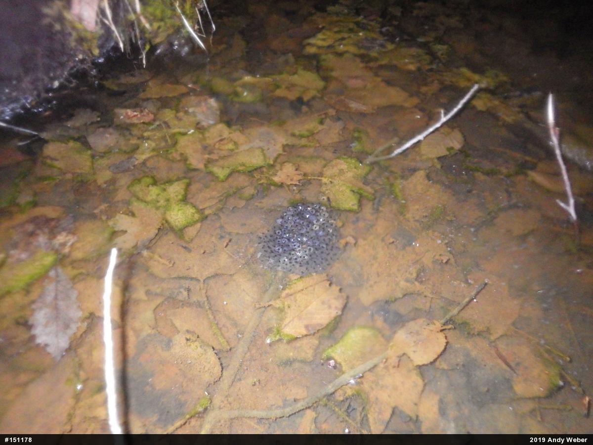 Wood Frog