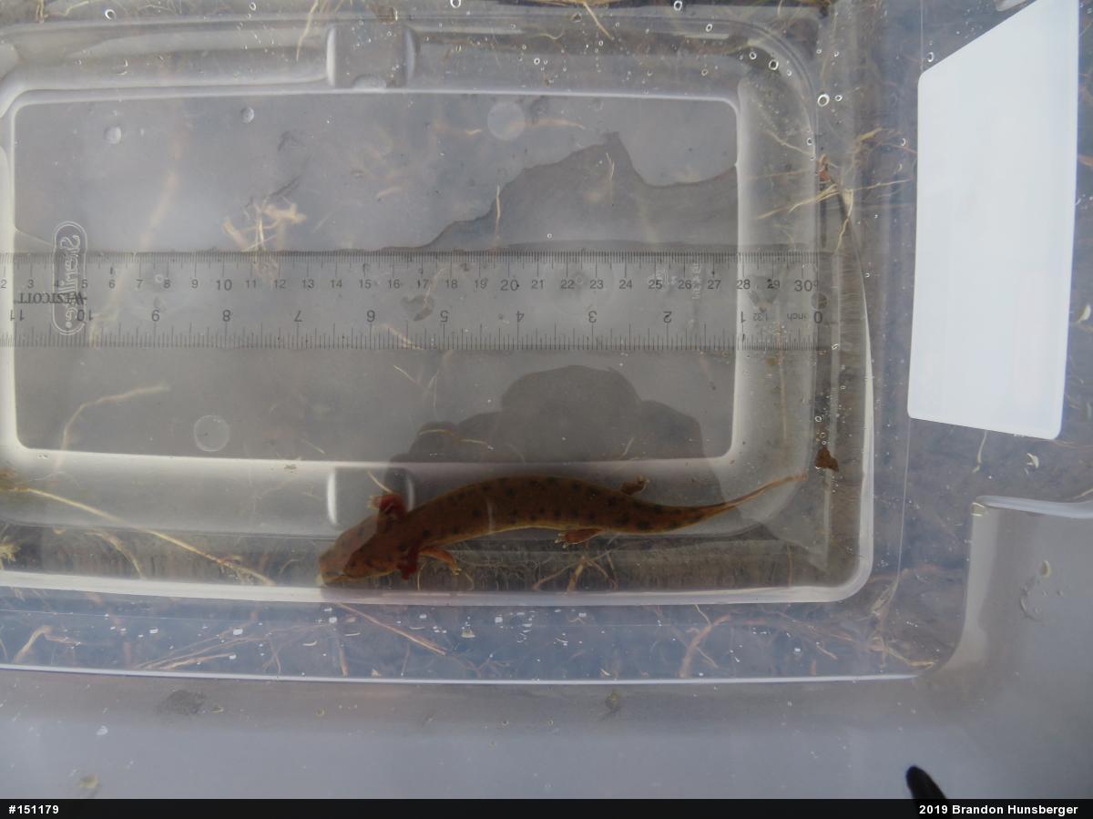 Common Mudpuppy
