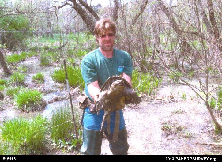 Snapping Turtle