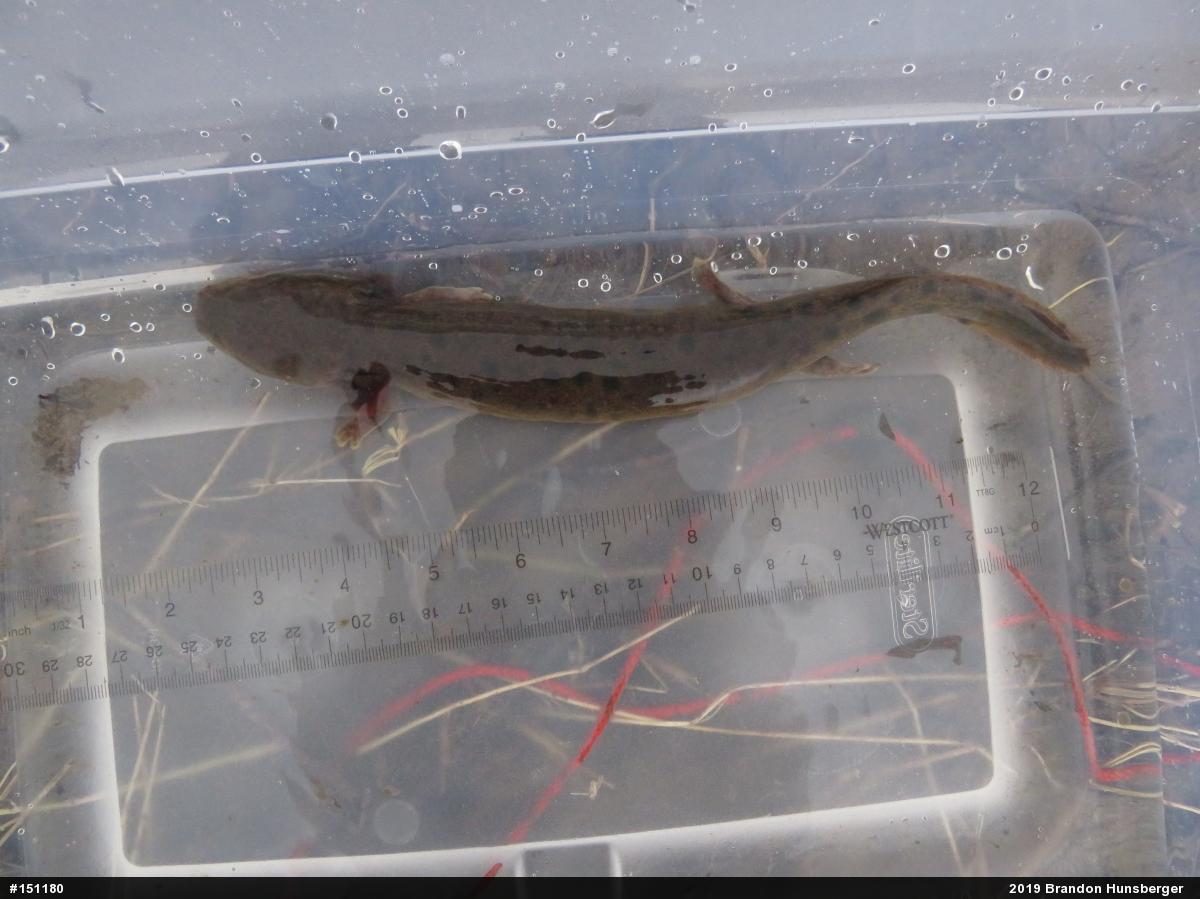 Common Mudpuppy
