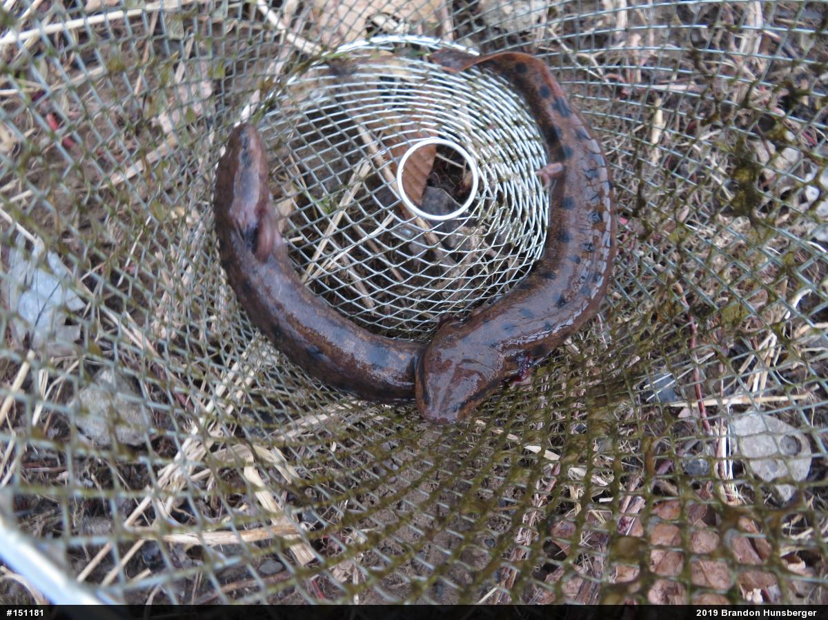 Common Mudpuppy