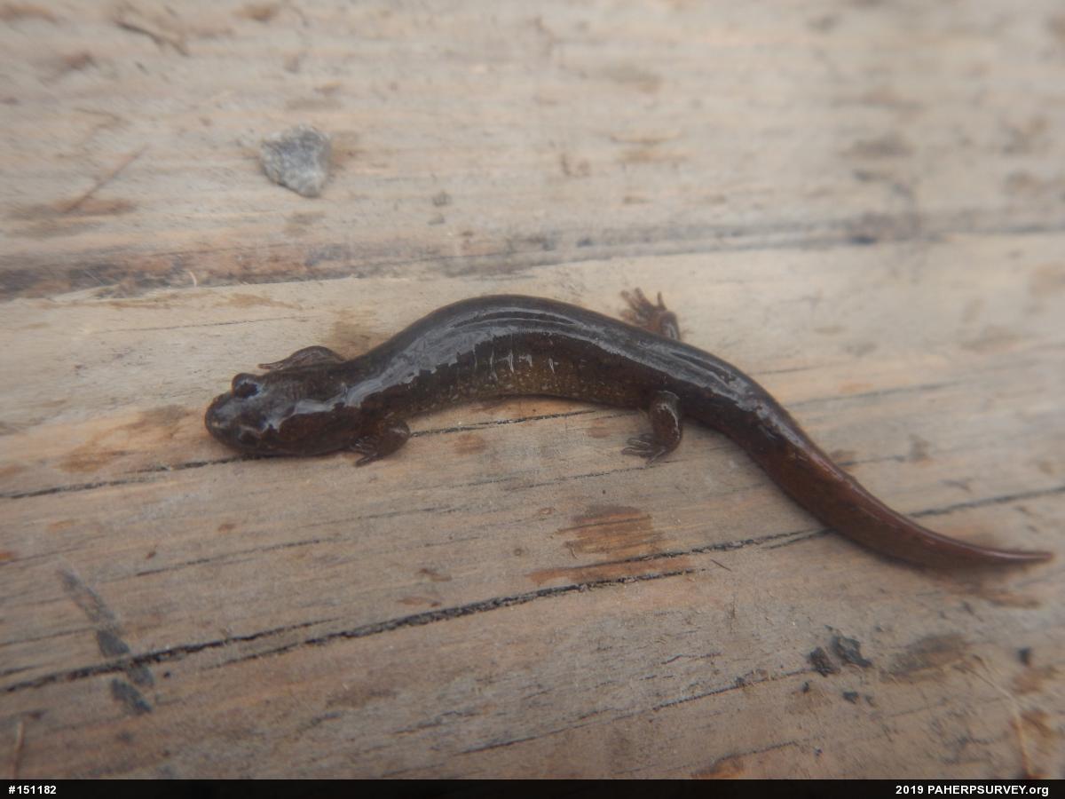 Northern Dusky Salamander