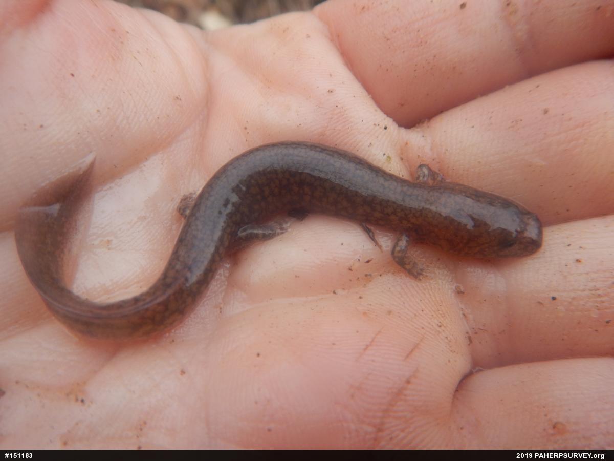 Northern Spring Salamander