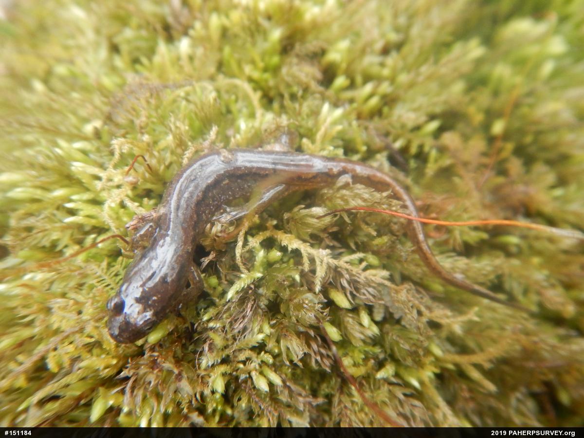 Northern Dusky Salamander
