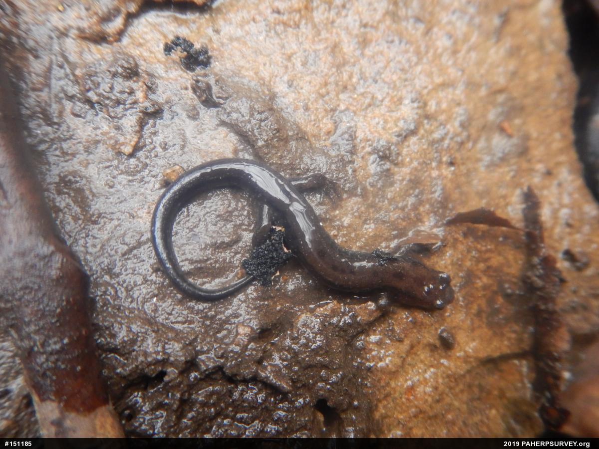 Allegheny Mountain Dusky Salamander