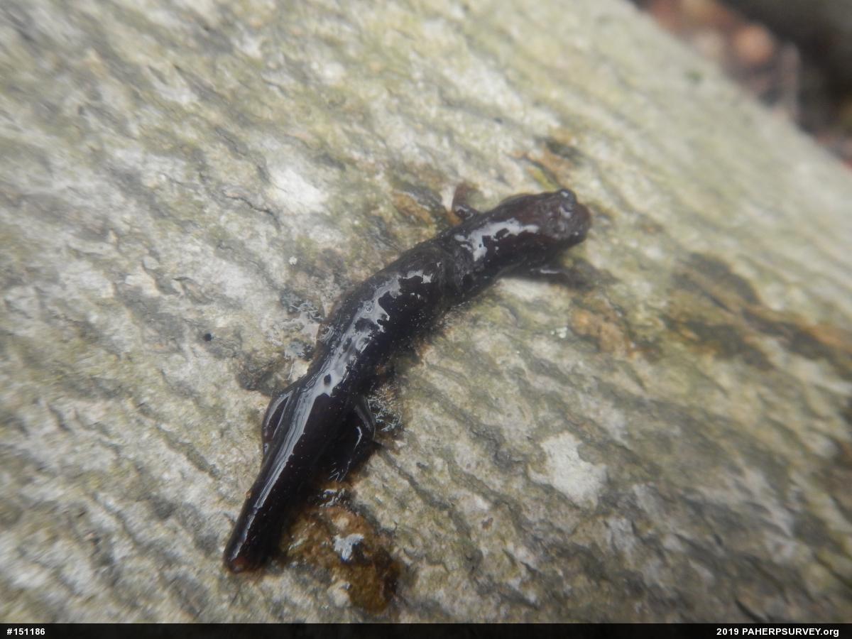 Allegheny Mountain Dusky Salamander