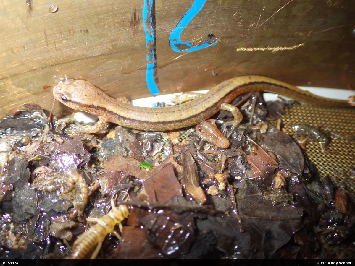 Northern Two-lined Salamander