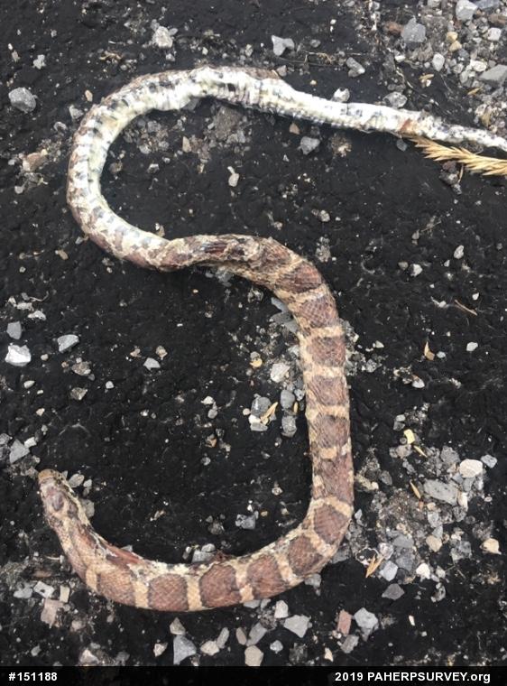 Eastern Milksnake