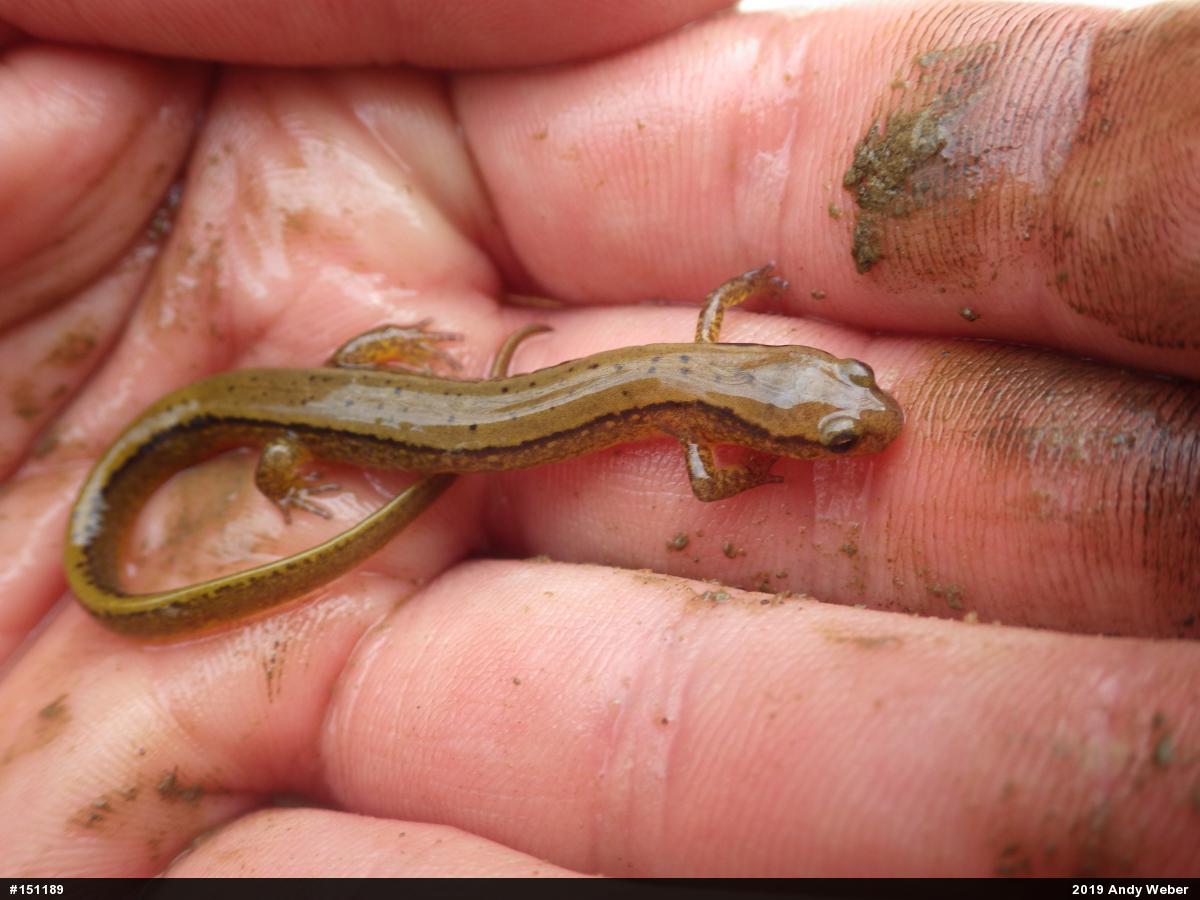 Northern Two-lined Salamander