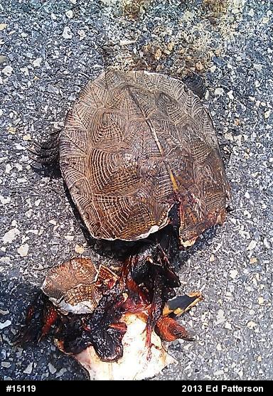 Wood Turtle