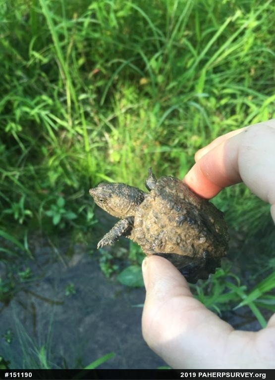 Snapping Turtle