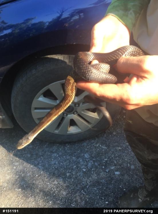 Eastern Ratsnake