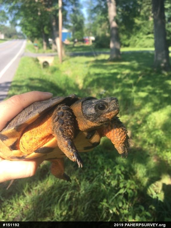 Wood Turtle