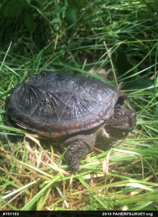 Snapping Turtle