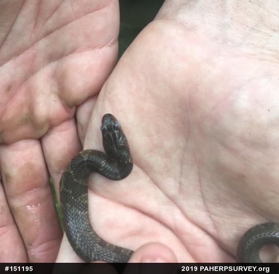Northern Watersnake