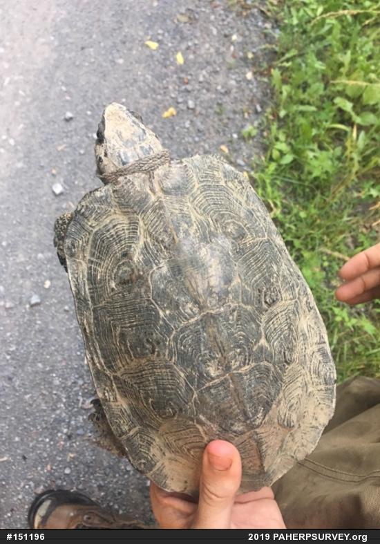 Wood Turtle