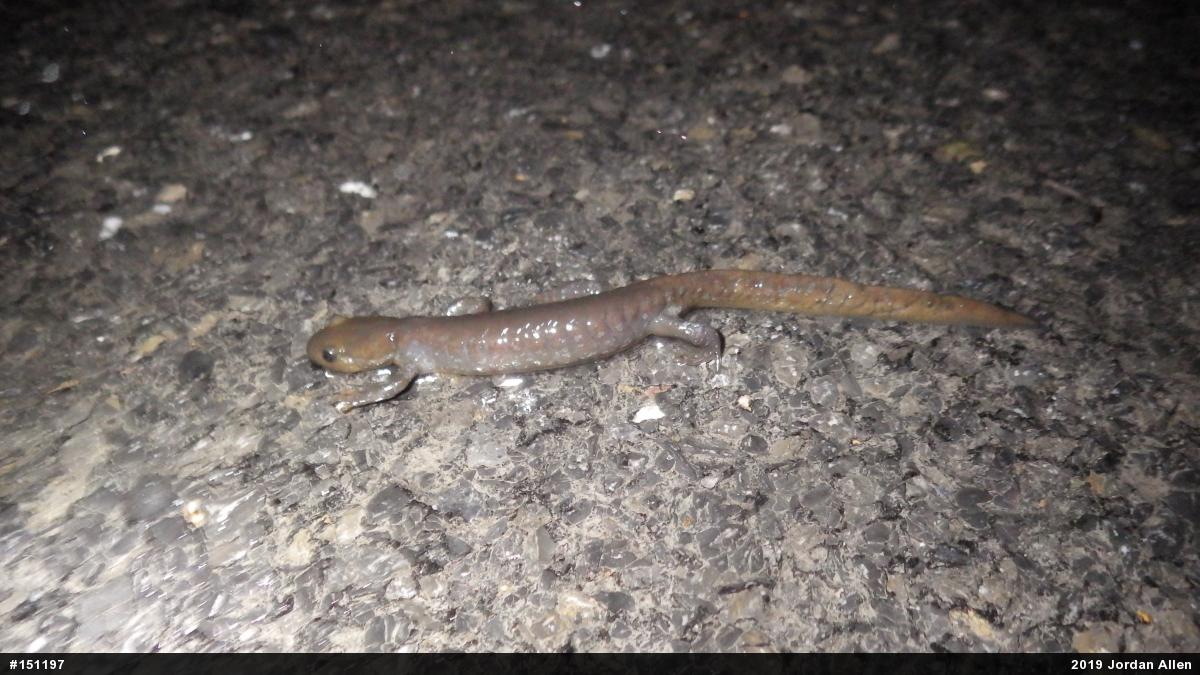 Jefferson Salamander
