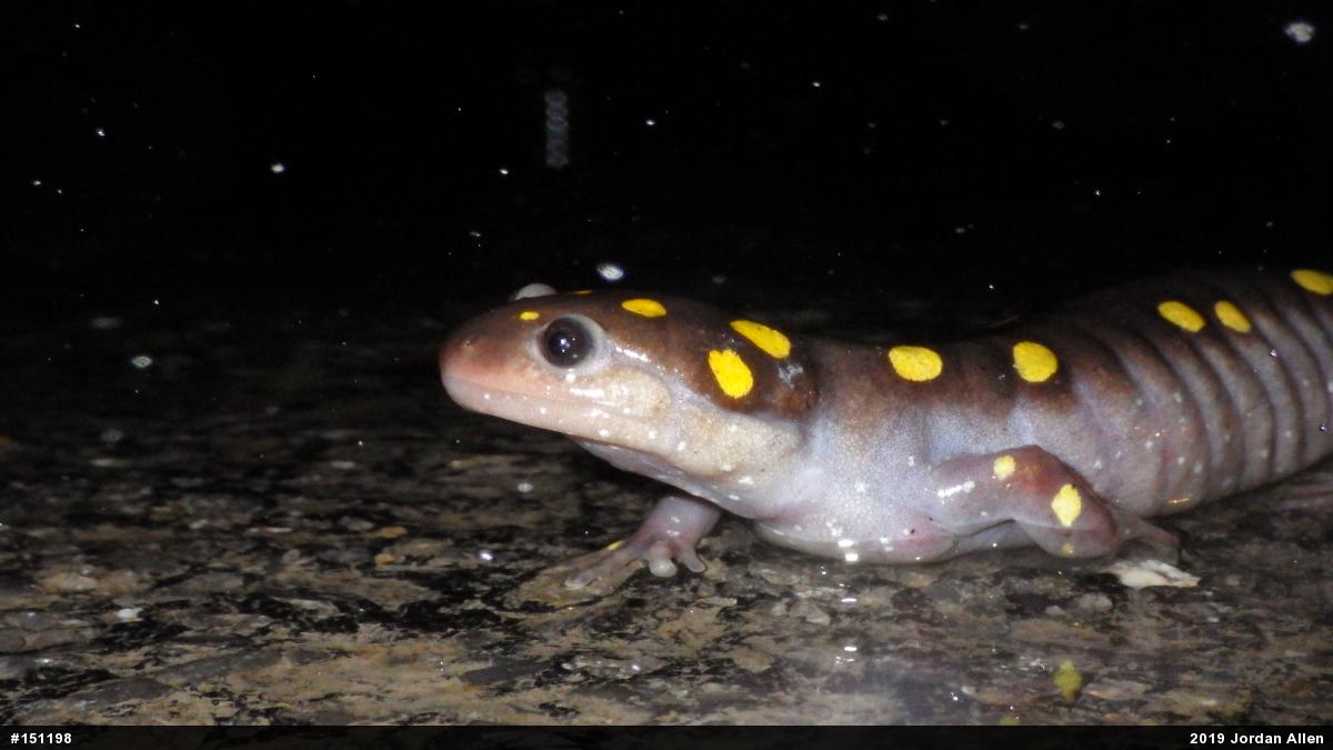 Spotted Salamander