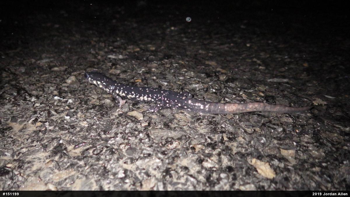 Northern Slimy Salamander