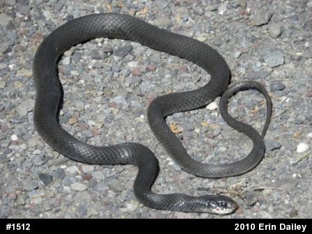 Northern Black Racer