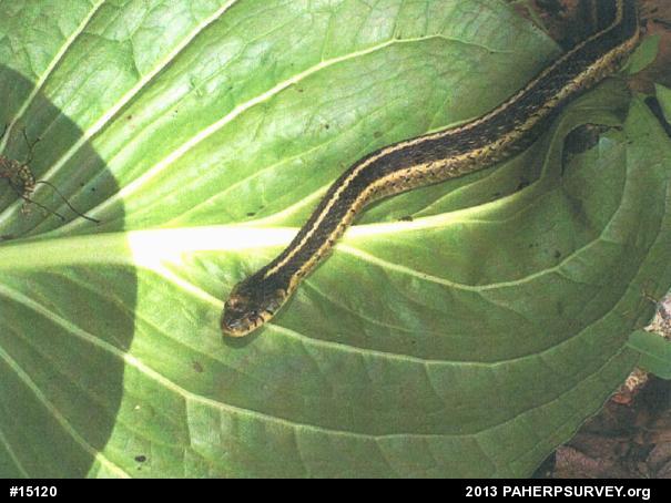 Eastern Gartersnake
