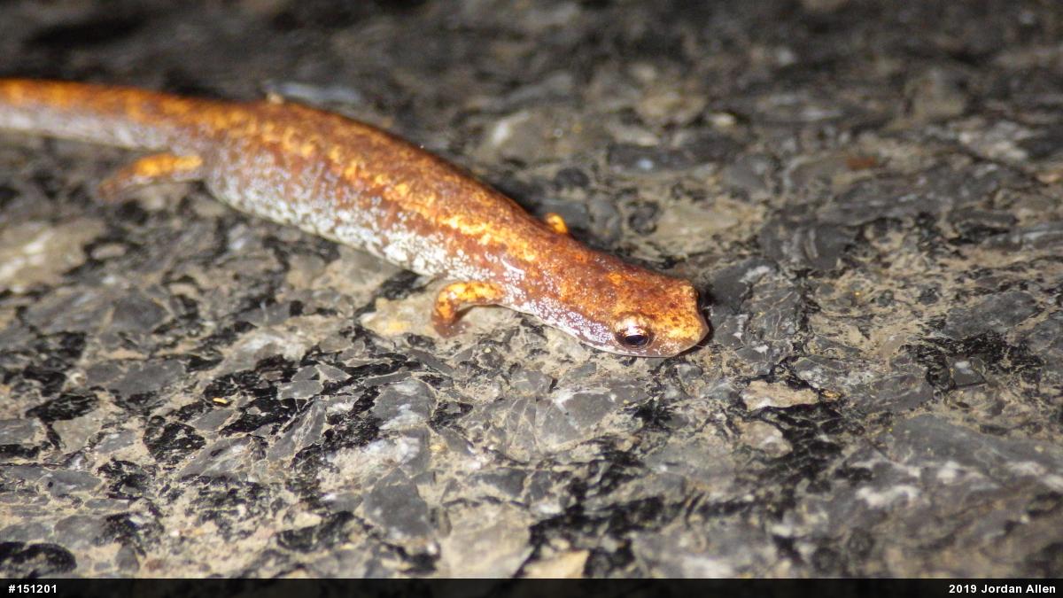 Four-toed Salamander