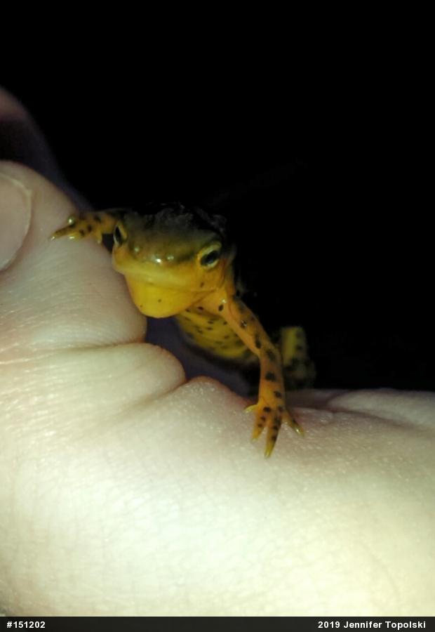 Red-spotted Newt
