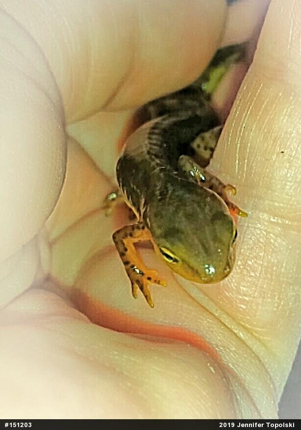 Red-spotted Newt