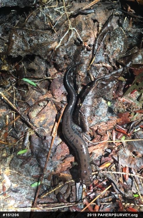 Allegheny Mountain Dusky Salamander