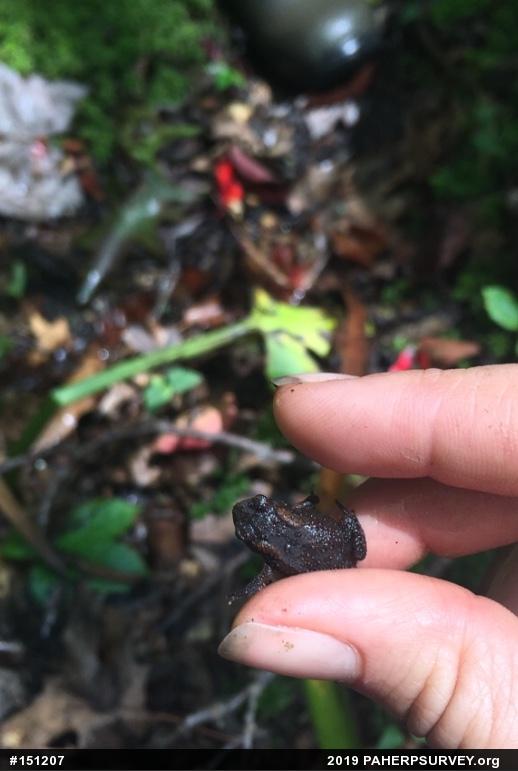 Eastern American Toad