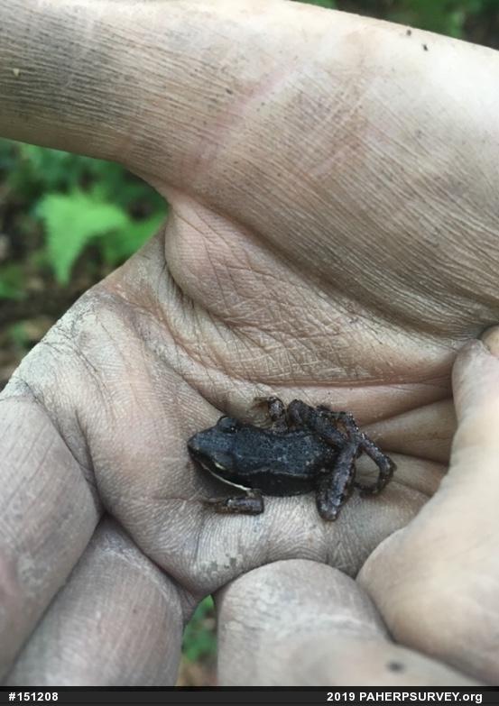 Wood Frog