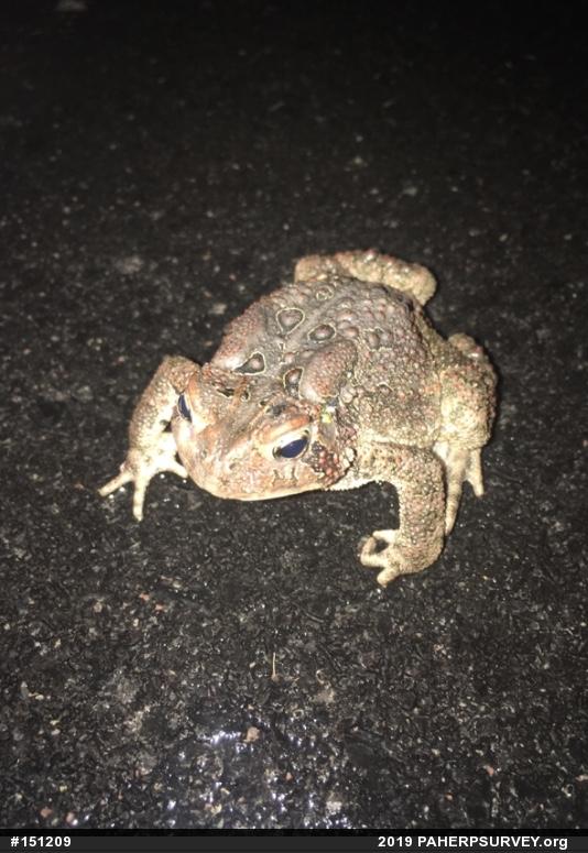Eastern American Toad