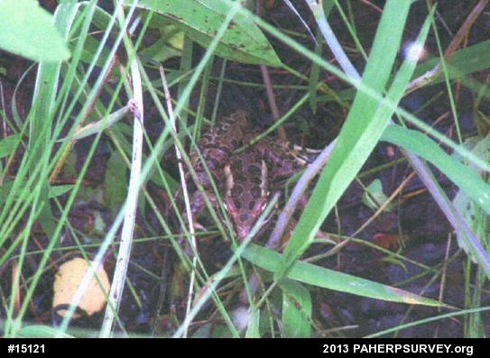 Pickerel Frog