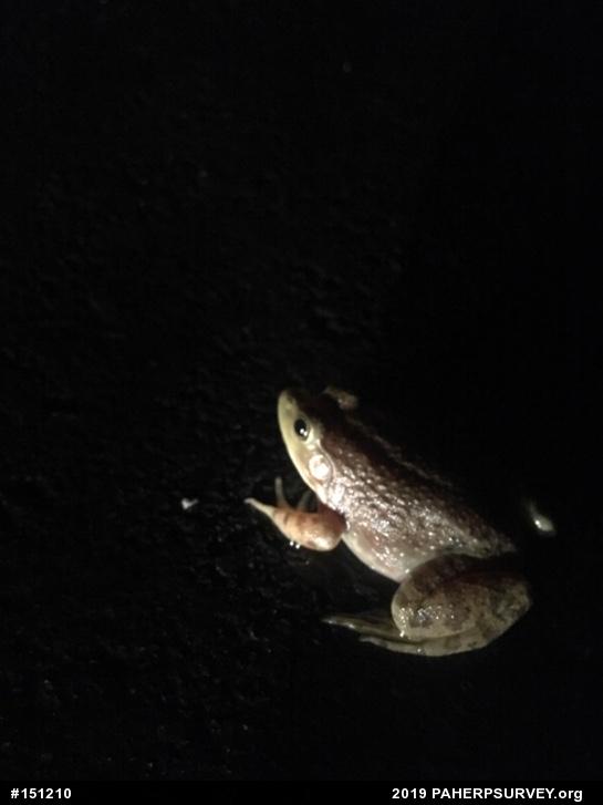 American Bullfrog