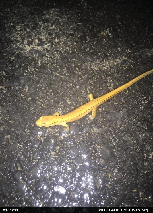 Eastern Long-tailed Salamander