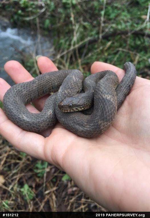 Northern Watersnake