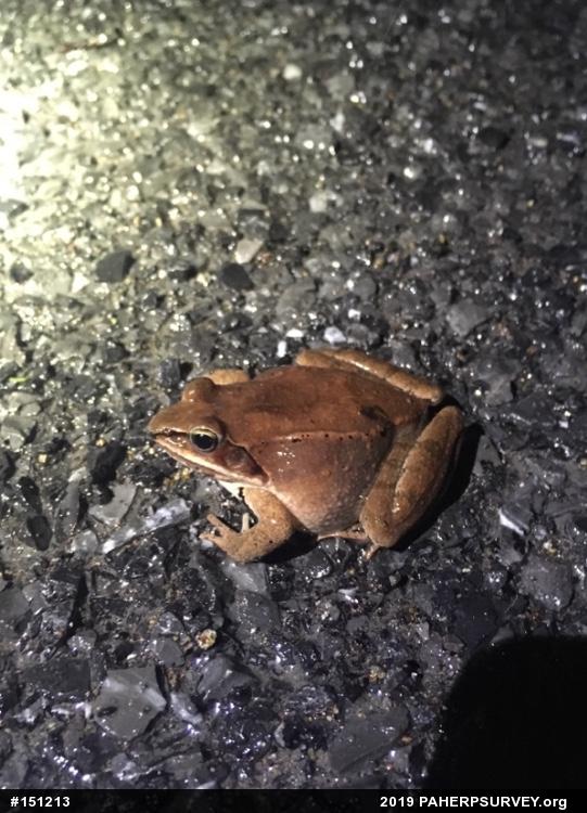 Wood Frog