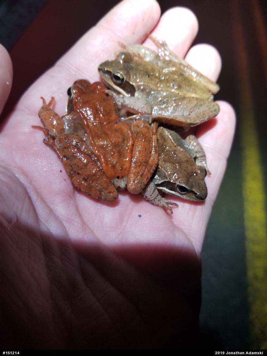 Wood Frog