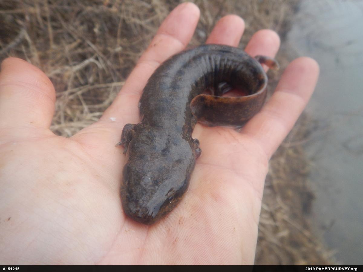 Common Mudpuppy