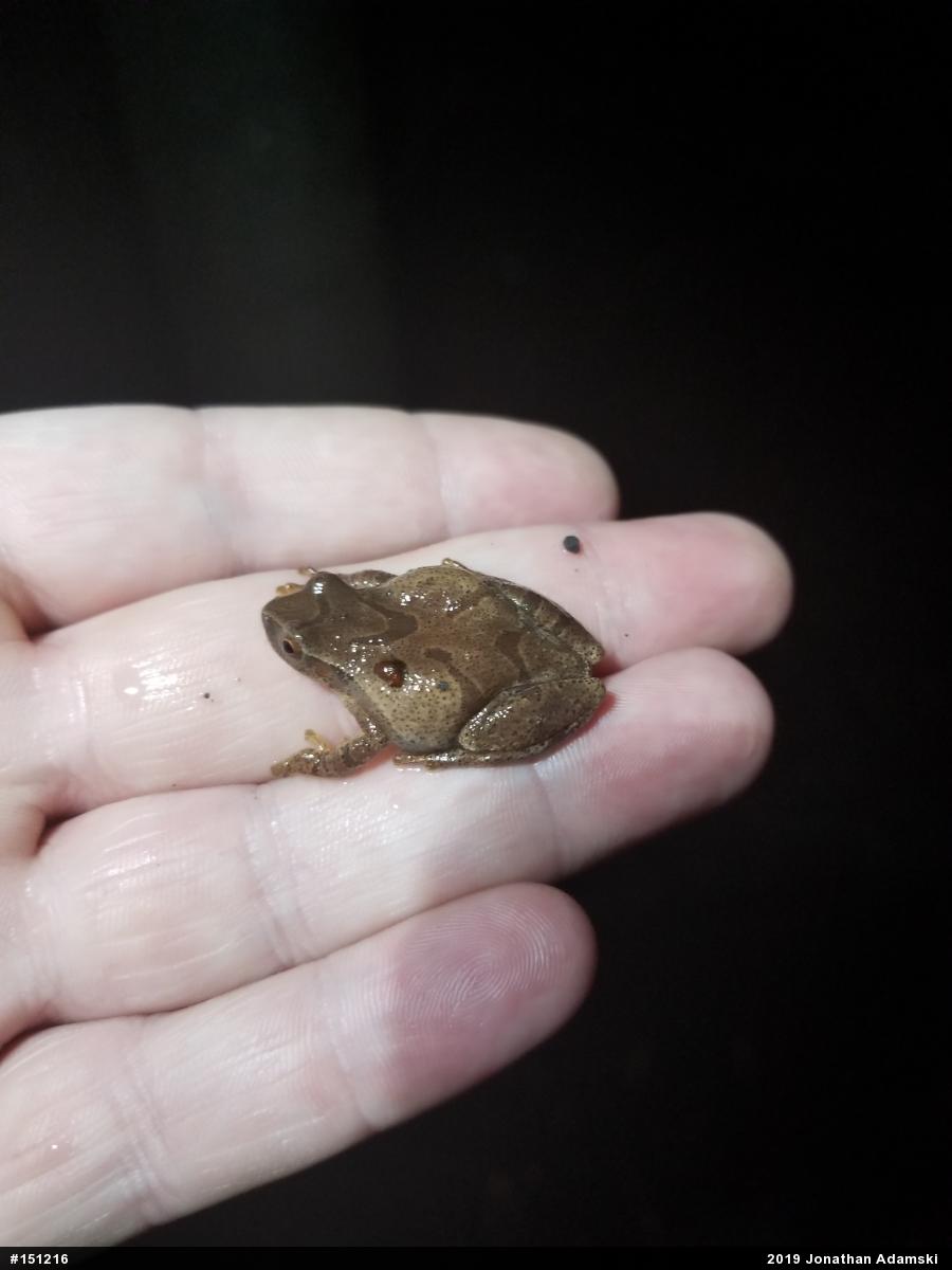 Spring Peeper