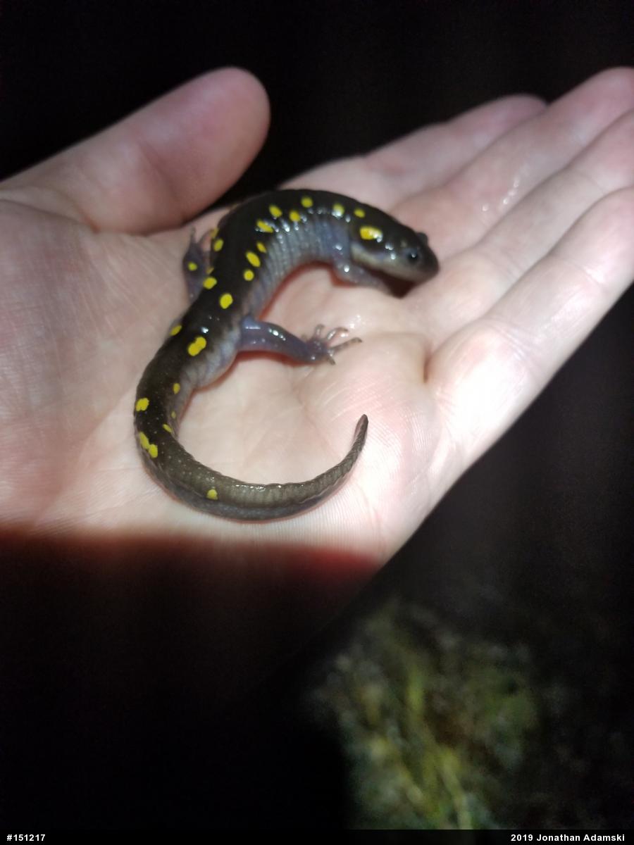 Spotted Salamander