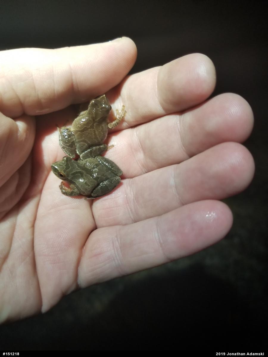 Spring Peeper