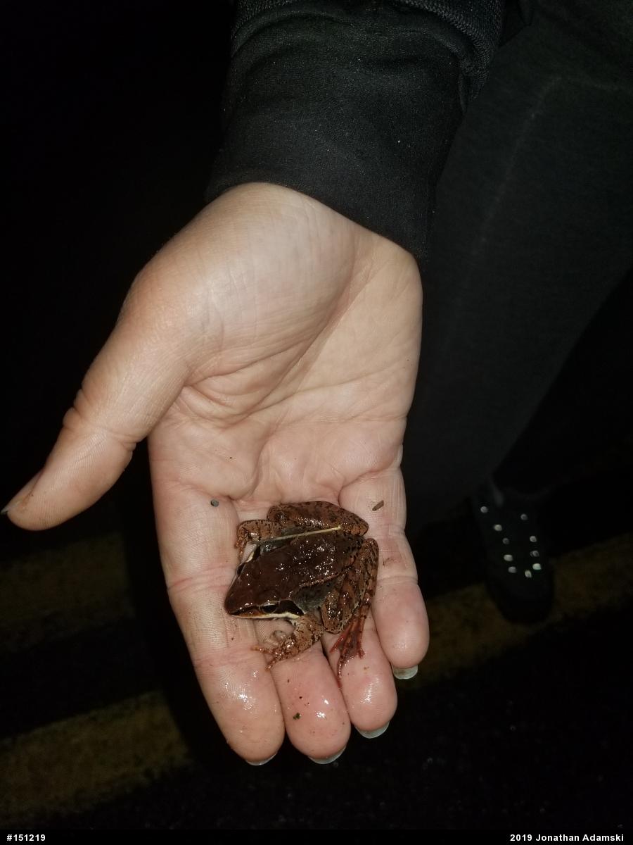 Wood Frog