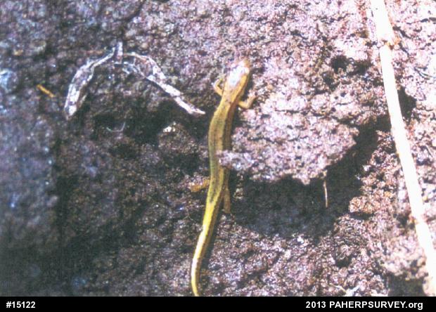 Northern Two-lined Salamander