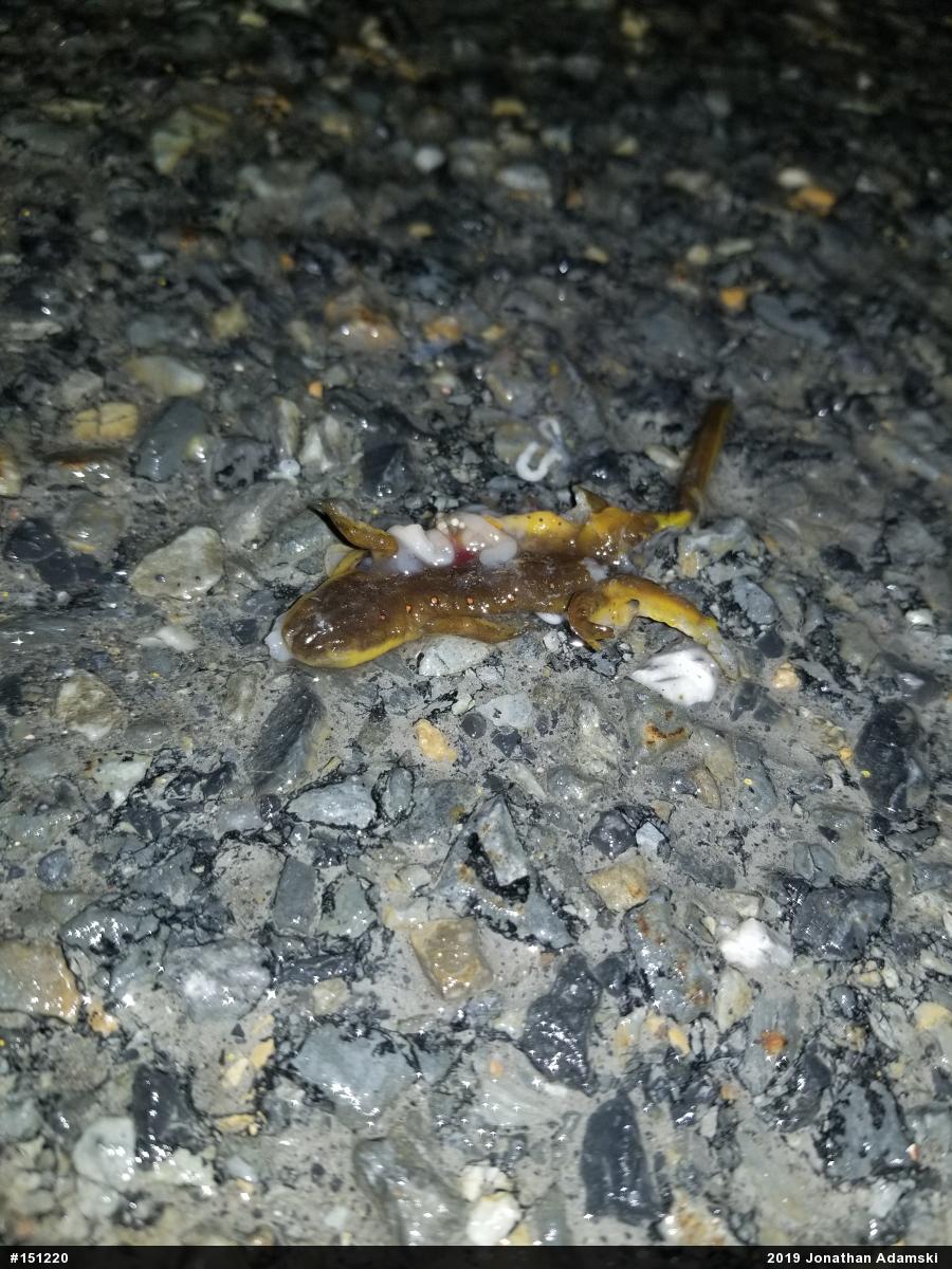 Red-spotted Newt