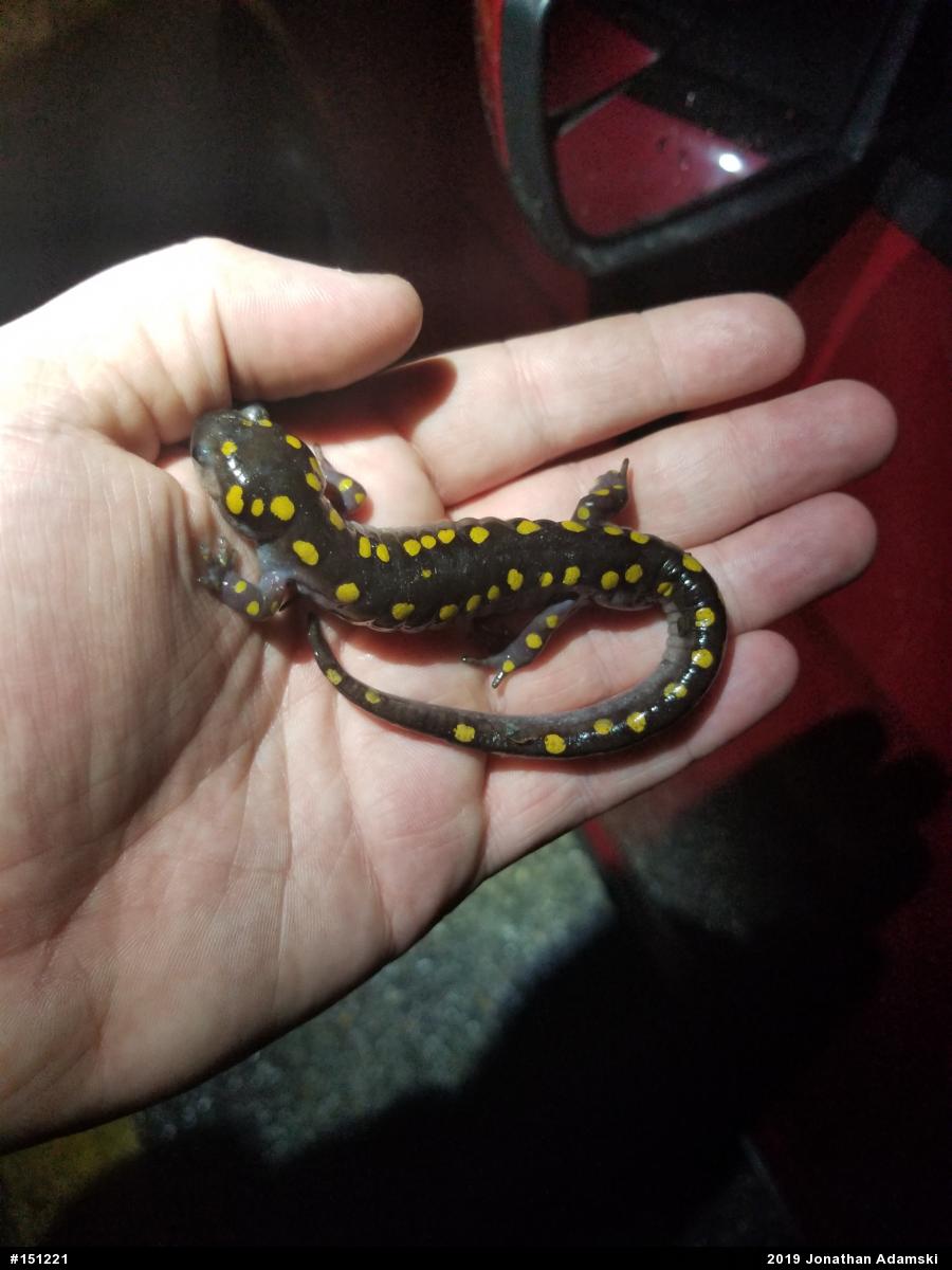 Spotted Salamander