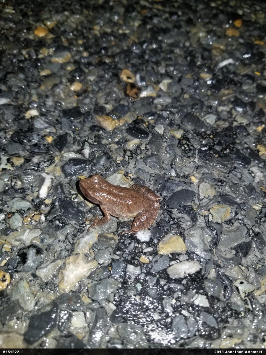 Spring Peeper