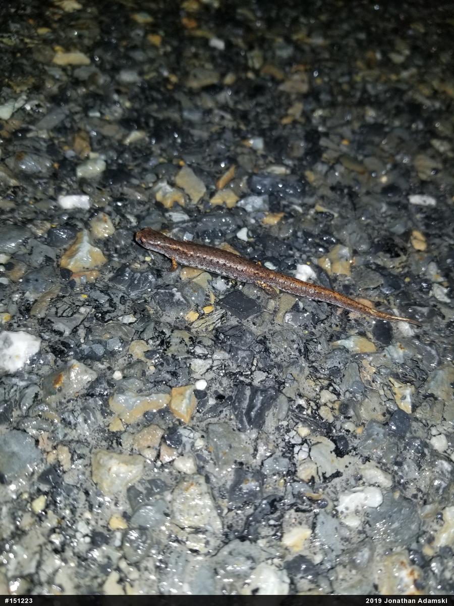 Four-toed Salamander