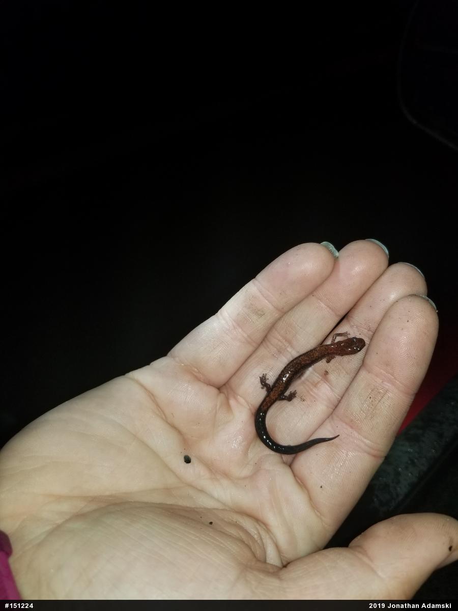 Eastern Red-backed  Salamander