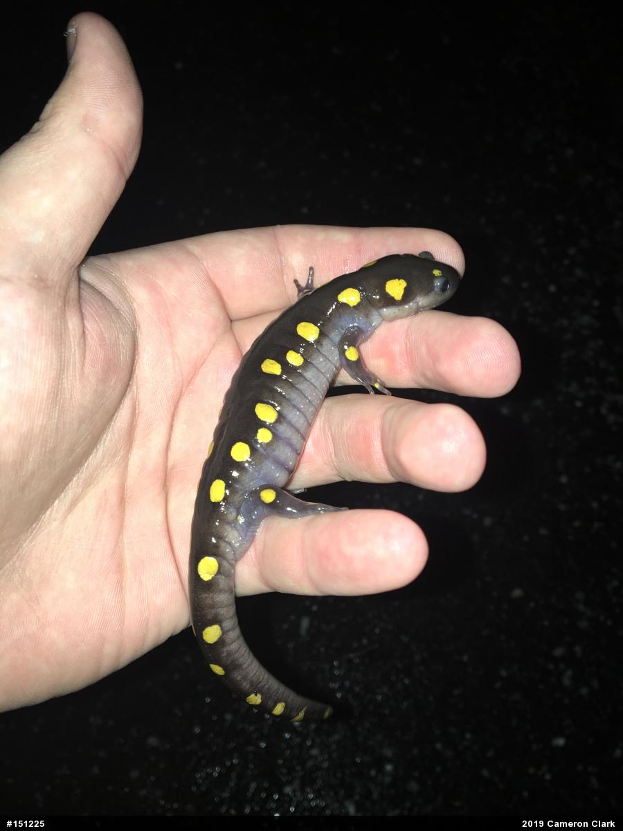 Spotted Salamander